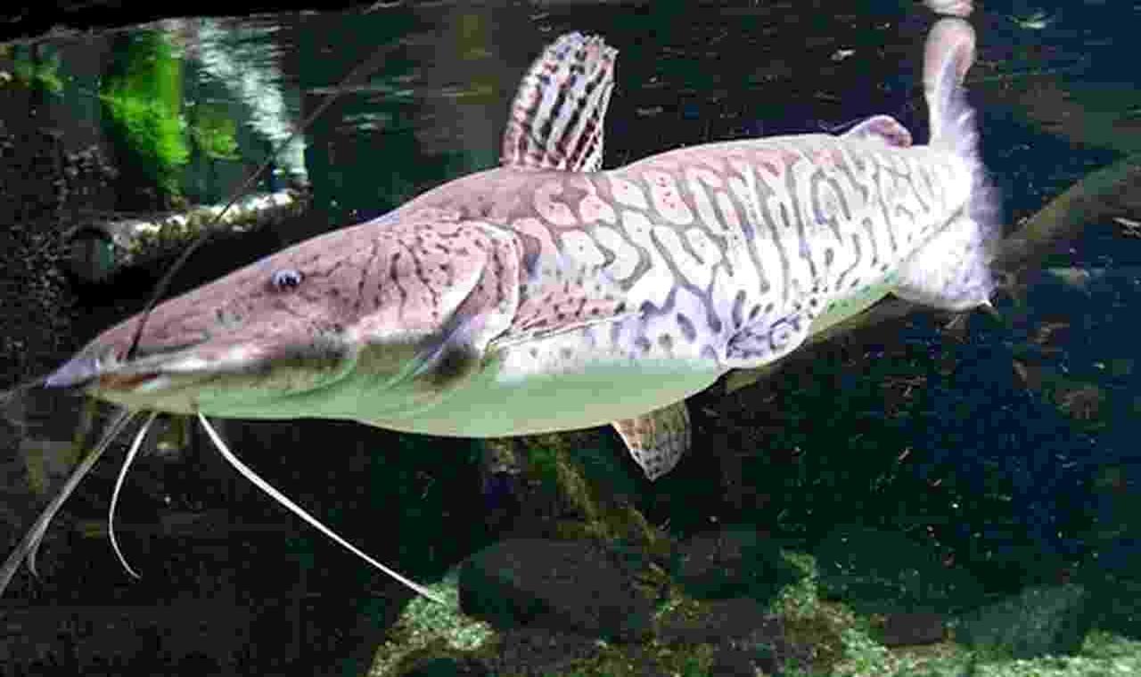 Pesca do pintado está proibida a partir desta segunda-feira (05) em Mato Grosso do Sul