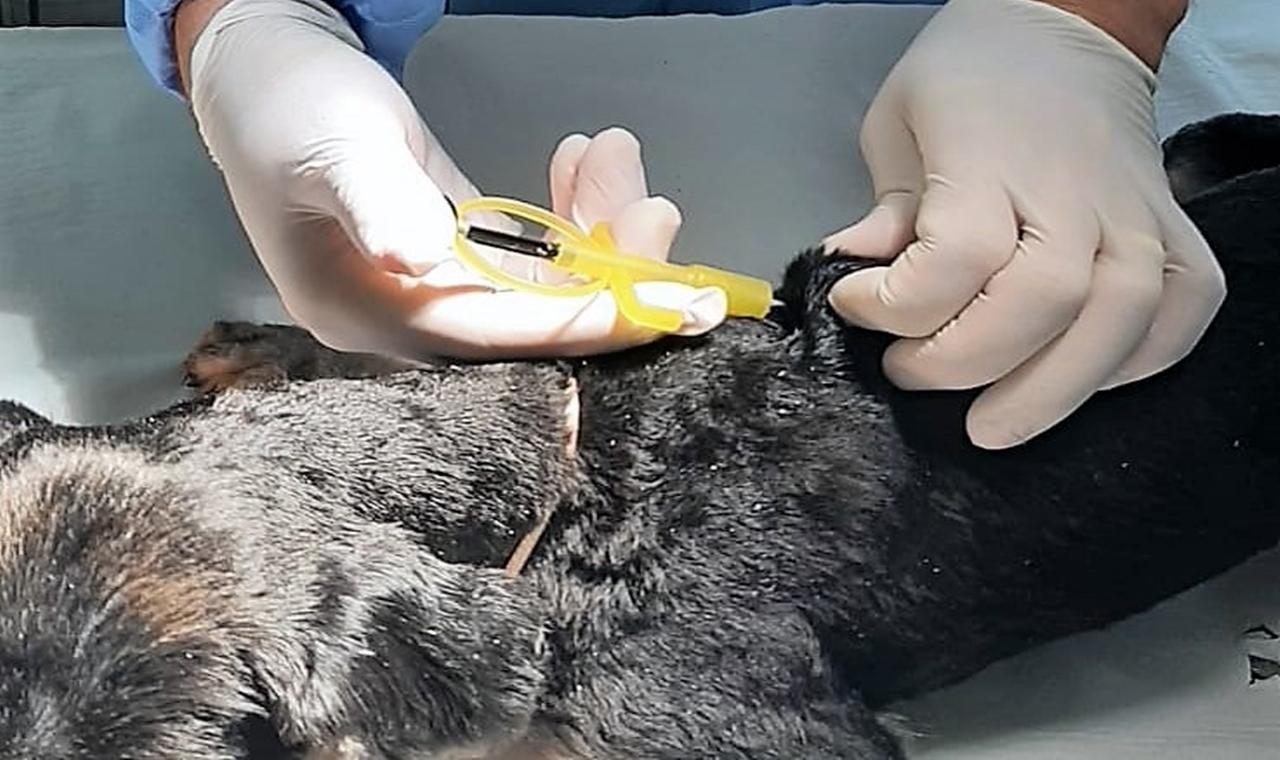 CCZ vai implantar microchip em cães e gatos que forem levados para vacinar contra a raiva