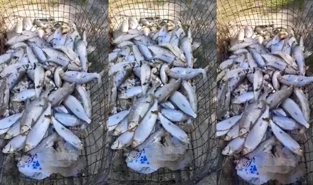 Mortes de mais de mil peixes em MS estão ligadas a hidrelétricas no rio Tiête em SP, aponta Imasul