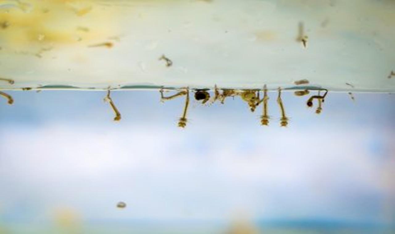 Saúde de Três Lagoas já registrou 1147 casos positivos de dengue nos três primeiros meses de 2023