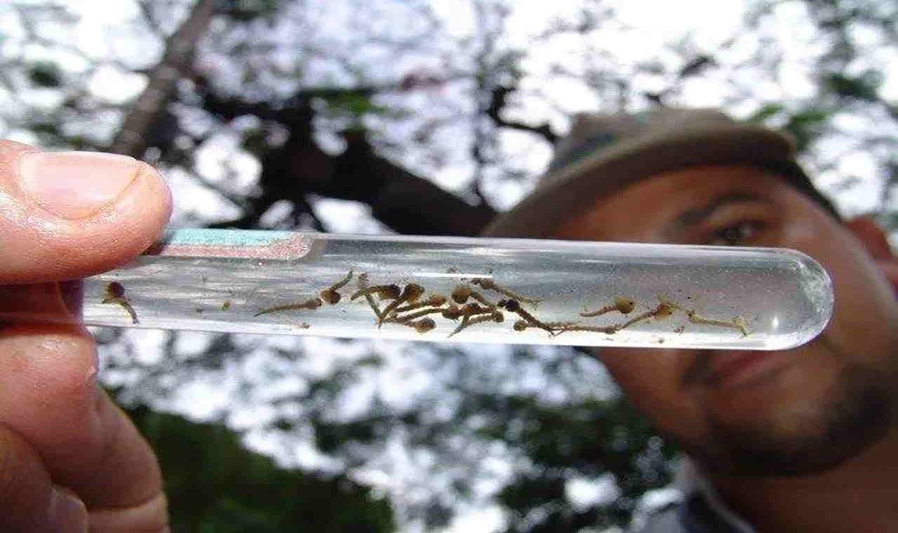 Com 20 mil doentes em 3 meses, dengue avança em Mato Grosso do Sul
