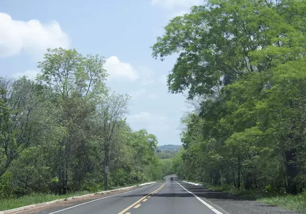 Para evitar mortes de bicho e gente, árvores serão derrubadas na BR-262