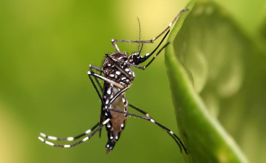 Notificações de zika vírus aumentam no país em relação a 2022
