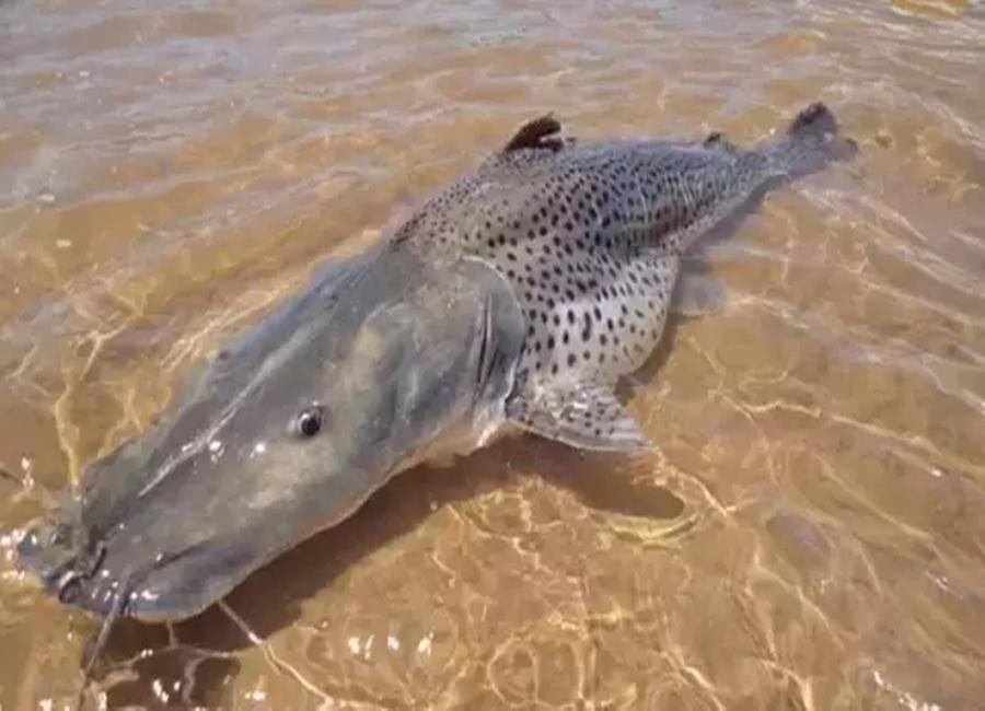 Pesquisador alerta que 12 peixes dos rios de MS estão em risco de extinção