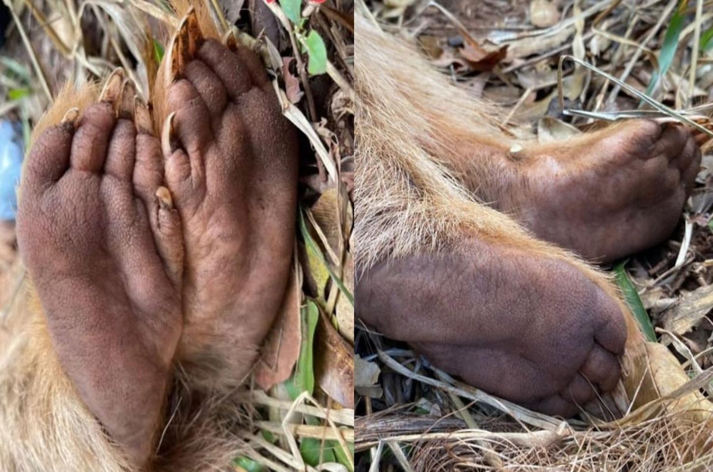 Conhece esses pés? 