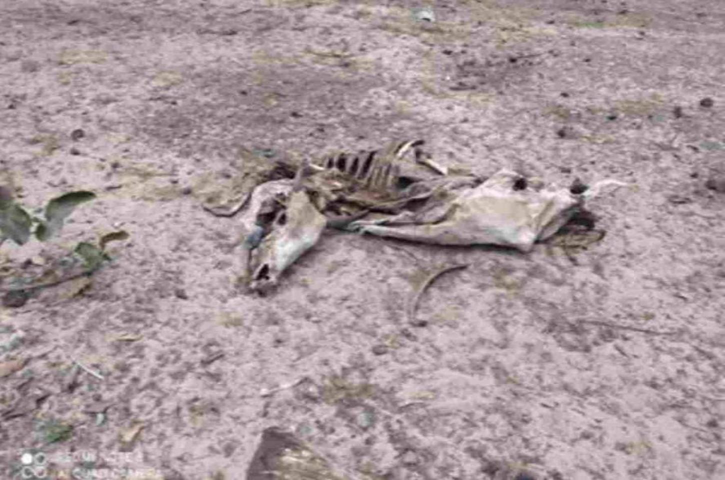 Fazendeiro é multado em R$ 226 mil por deixar gado morrer de fome