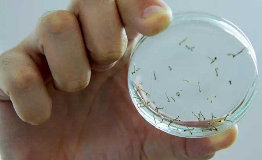 Pela primeira vez no ano, Mato Grosso do Sul não tem mortes por dengue em 30 dias