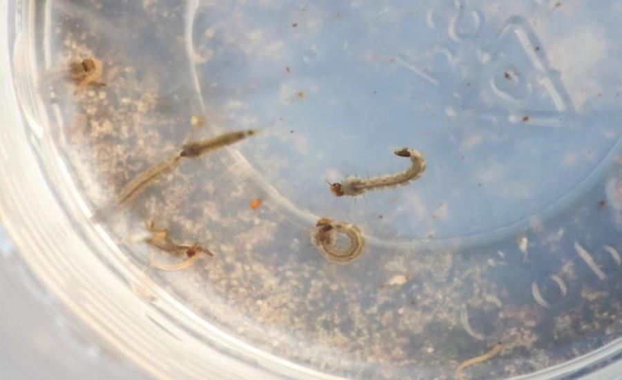 Boletim Epidemiológico: MS registra 15.901 casos confirmados de dengue
