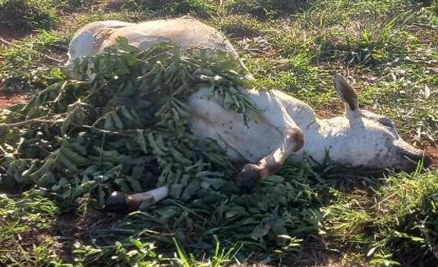 Animais são abatidos e carnes nobres furtadas em fazenda de Três Lagoas