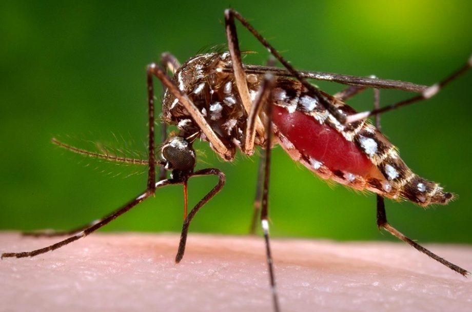 ALERTA DENGUE – TL registra aumento de 15% nas notificações e confirma casos de dengue tipo 3