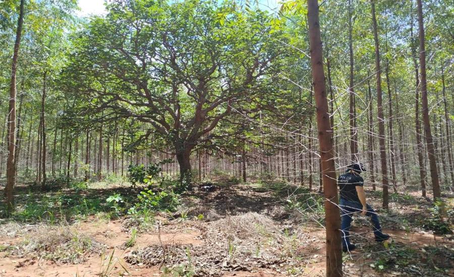 Corpo encontrado em plantação de eucalipto segue sem identificação no IMOL