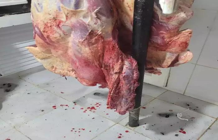 Abate clandestino de animais doentes abastecia açougue com 2 toneladas de carne