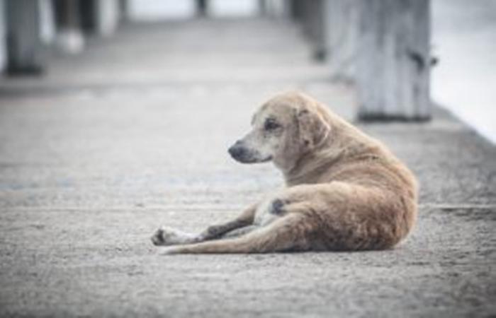 Morador de Três Lagoas é suspeito de estupro contra cães abandonados na rua