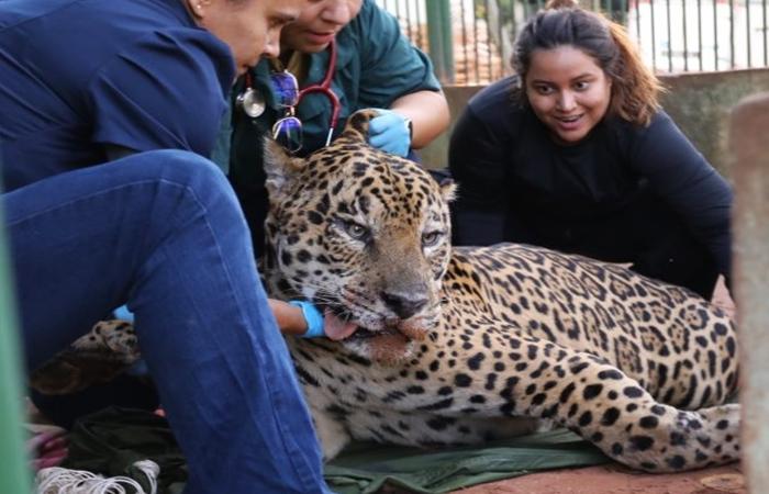 Onça-pintada capturada no Pantanal é transferida para área específica de fauna silvestre em SP