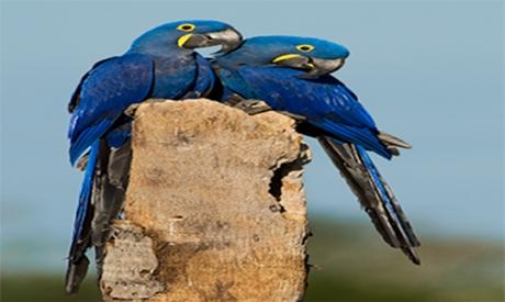 Arara-azul é reconhecida como ave símbolo de Mato Grosso do Sul