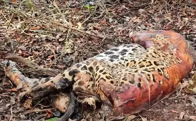 Pecuarista e peões matam onças envenenadas e vão pagar R$ 18,2 mil pelo crime