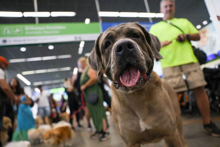 STF suspende lei sobre transporte aéreo de animais de apoio emocional 