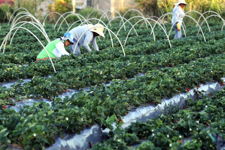 Finep anuncia parceria de R$ 74,9 milhões para a agricultura familiar