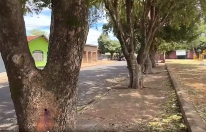 Polícia civil investiga envenenamento de árvores em bairro Jardim Alvorada em Três Lagoas