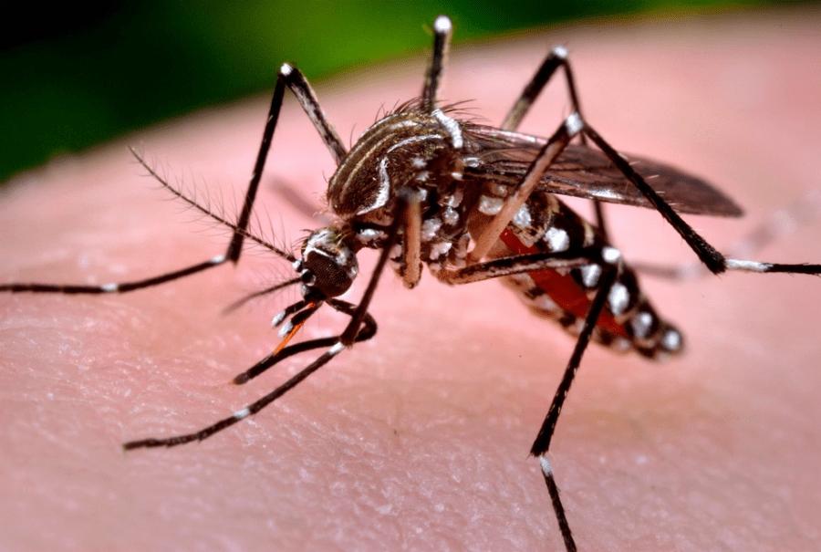 Prefeitura de Três Lagoas alerta: dengue não tira férias e pode matar