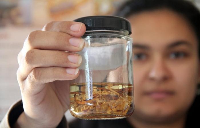 Encontrou um animal peçonhento? Saiba como agir com segurança