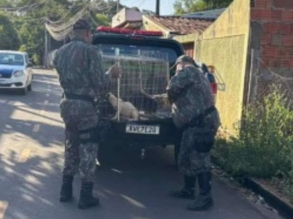 Vídeos de agressão a cachorro levam MP a investigar morador em Três Lagoas