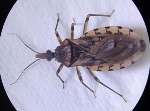 Barbeiros são encontrados em 21 cidades de MS; estado não registra casos de Chagas em humanos