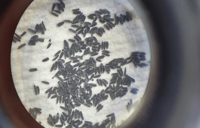 VOCÊ SABIA? Ovos do Aedes aegypti podem sobreviver até 1 ano sem contato com a água
