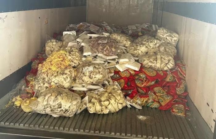 10 toneladas de queijos e carnes vencidos acendem alerta: veja como identificar produtos estragados
