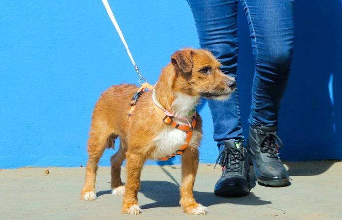 Adoção responsável avança em Três Lagoas e já garantiu novo lar para 14 cães