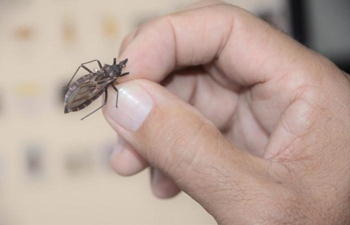 DIA MUNDIAL DE CONSCIENTIZAÇÃO – Prefeitura de Três Lagoas alerta para prevenção da Doença de Chagas