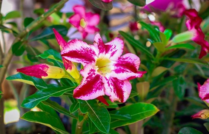 Feira de Orquídeas e Rosas do Deserto convida população para evento especial na Casa do Artesão