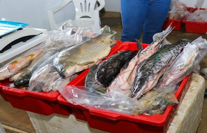 Feira do Peixe movimenta Três Lagoas e comercializa cerca de 30 toneladas de pescado fresco