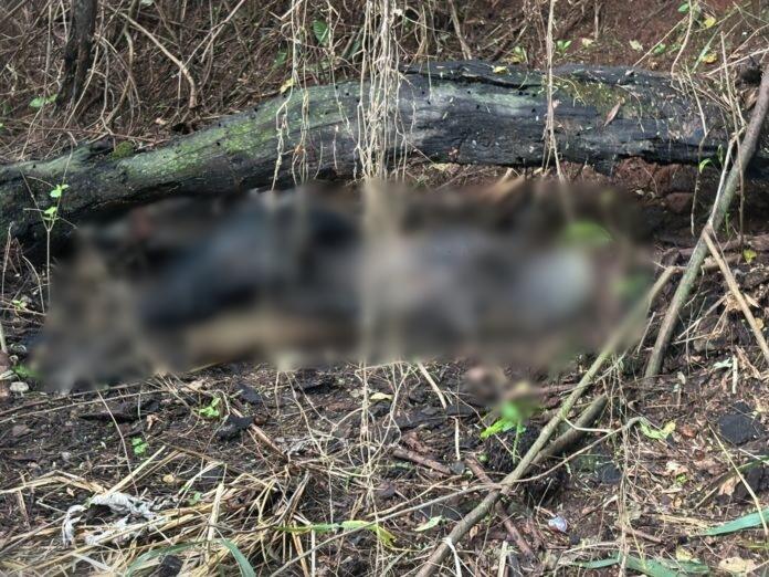 Polícia localiza corpo carbonizado em área de mata no Jupiá, em Três Lagoas
