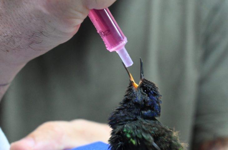 Centro de animais silvestres de Três Lagoas recebe aves silvestres apreendidas e filhote de tamanduá resgatado