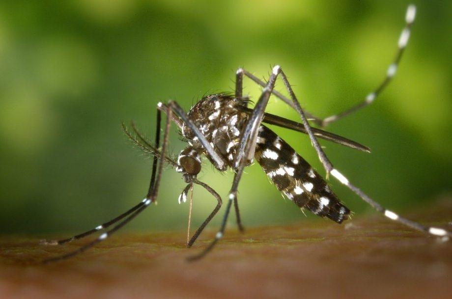 Mato Grosso do Sul confirma mais uma morte por chikungunya e Três Lagoas segue em alerta