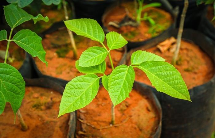 SEMEA divulga programação da Semana Municipal do Meio Ambiente 2026 com ações educativas, trilha ecológica e caravana do lixo eletrônico