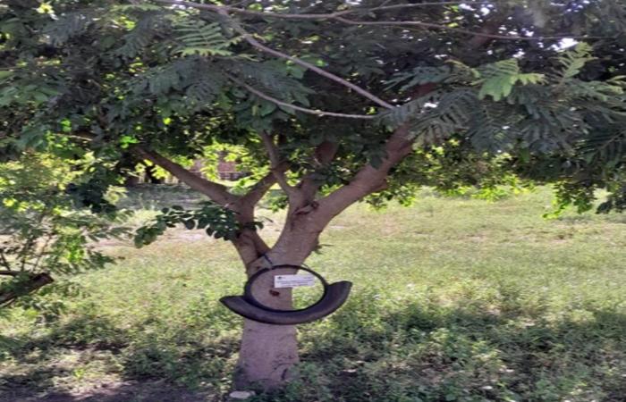 Larvitrampas reforçam combate ao mosquito da dengue e ajudam na prevenção de surtos em Três Lagoas