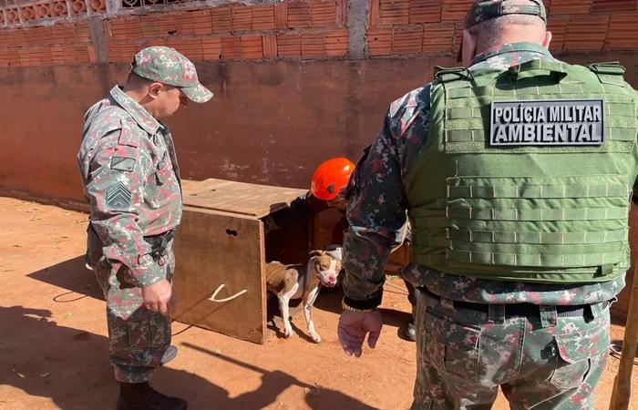 Ataque brutal de pitbulls mobiliza bombeiros, PMA e CCZ em Três Lagoas
