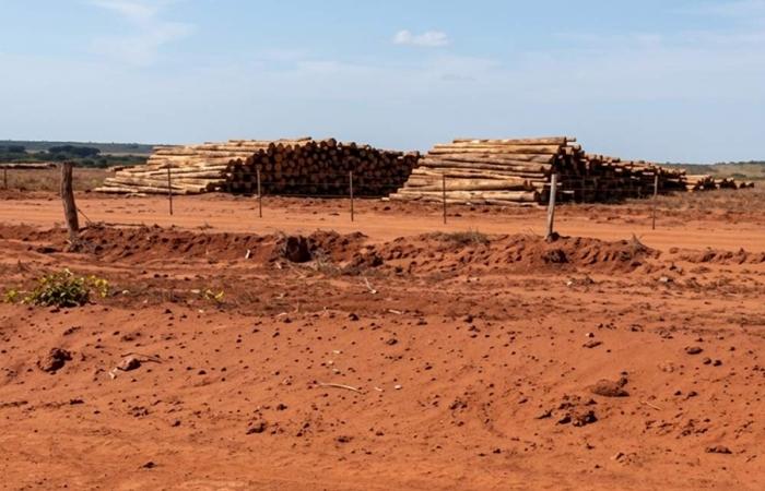 Ministério Público investiga impactos ambientais de plantações de eucalipto na região leste de MS