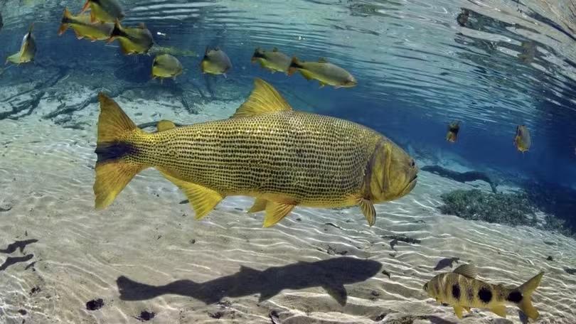 'Rei do Rio': por que este peixe não pode ser pescado em MS; multa chega a R$ 5 mil
