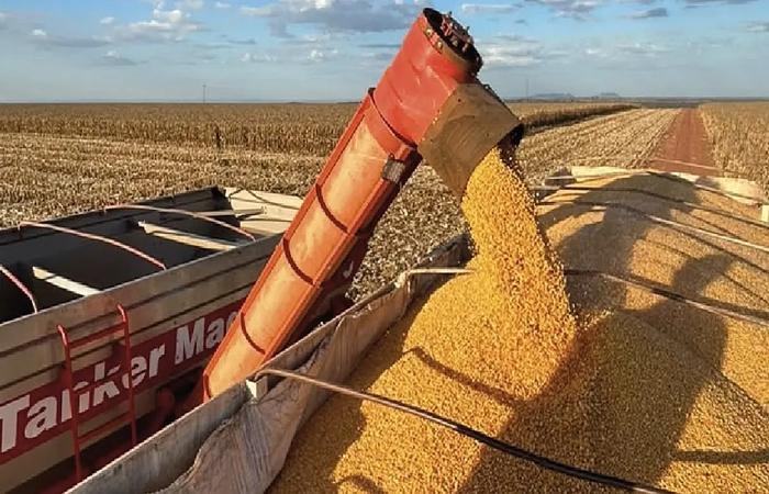 Exportações de Mato Grosso do Sul chegam a US$ 7,2 bilhões até julho