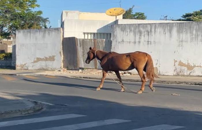 Prefeitura explica como funciona o processo de apreensão de animais soltos nas ruas de Três Lagoas