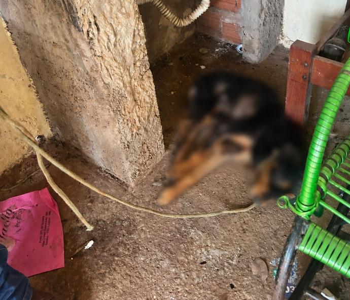 Prefeitura e Polícia atuam em conjunto no resgate de animal vítima de maus-tratos no Jardim Itamarati