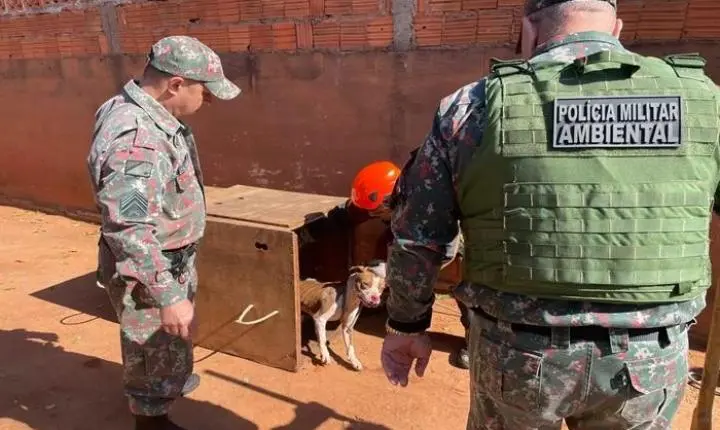 Ataque brutal de pitbulls mobiliza bombeiros, PMA e CCZ em Três Lagoas