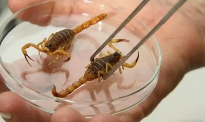 Escorpiões dentro de casa: como evitar acidentes e o que fazer em caso de picada