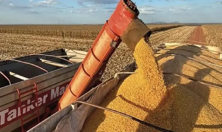 Exportações de Mato Grosso do Sul chegam a US$ 7,2 bilhões até julho