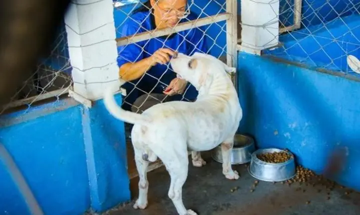 Feira de Adoção acontece neste sábado e reúne cães à espera de um novo lar