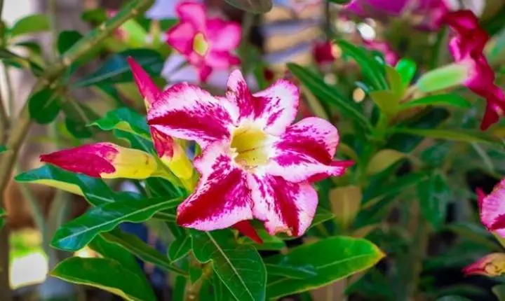 Feira de Orquídeas e Rosas do Deserto convida população para evento especial na Casa do Artesão