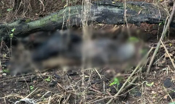 Polícia localiza corpo carbonizado em área de mata no Jupiá, em Três Lagoas
